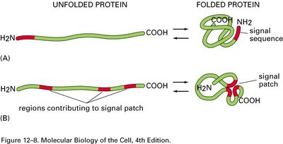 Diagram showing unfolded and folded proteins with signal sequences and signal patches