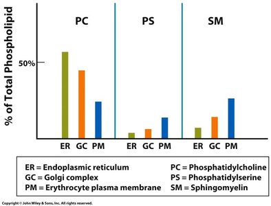 Bar graph comparing phospholipid composition in ER, Golgi, and plasma membrane