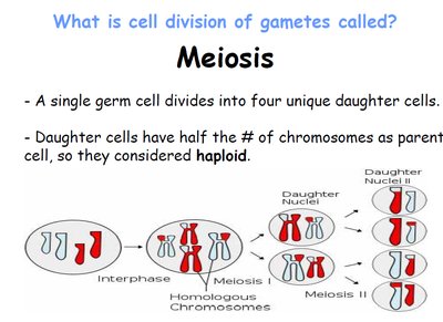 Meiosis overview and chromosome reduction