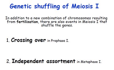 Genetic shuffling in Meiosis I