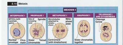 Meiosis I stages
