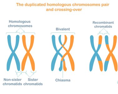 Crossing over and recombinant chromatids