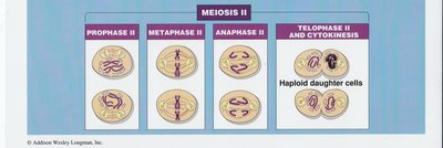 Meiosis II stages