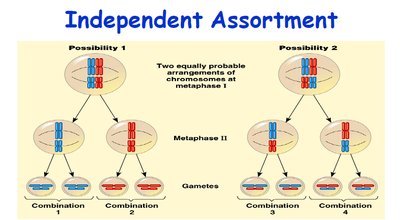 Independent assortment during meiosis