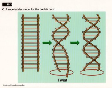 A rope-ladder model for the double helix