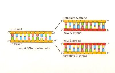 Semi-conservative DNA replication
