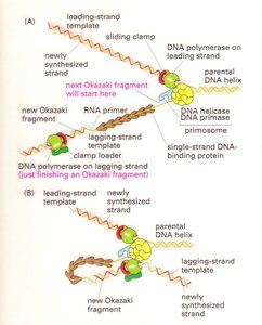 DNA replication fork with leading and lagging strands