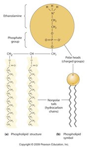 Lipids and membranes