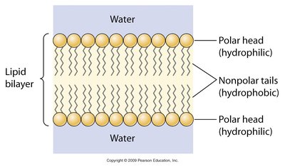 Lipid bilayer
