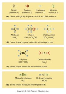 Biologically important atoms and bonds