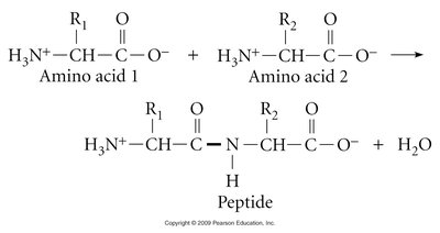Formation of the peptide bond