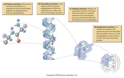Protein structure