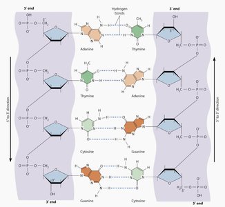 DNA structure