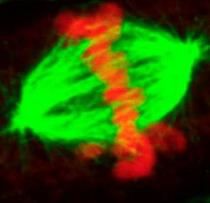 Mitotic spindle and chromosomes