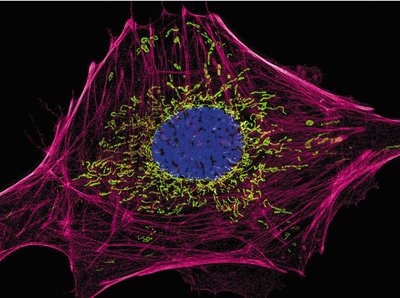 Fluorescent image of cytoskeleton