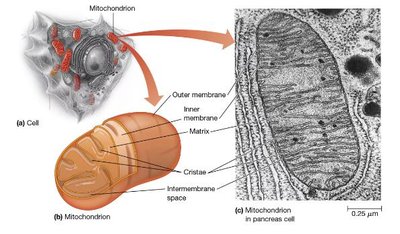 Mitochondrion structure