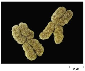 Chromosome structure
