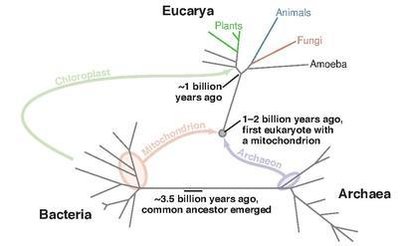 Evolutionary tree of cells