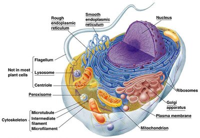 Eukaryotic cell structure