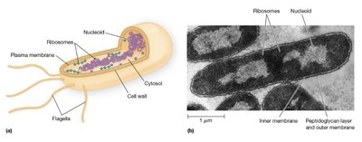 Structure of a bacterial cell