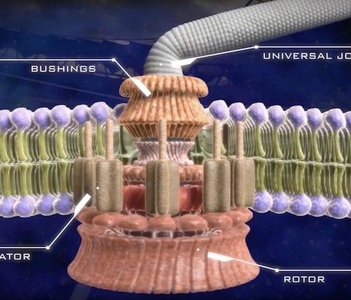 Bacterial flagellar motor