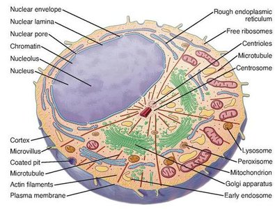 Eukaryotic cell structure (detailed)