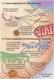 Protein targeting pathways