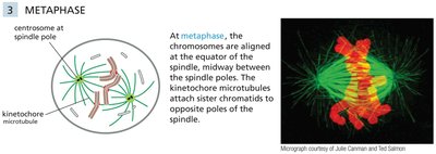 Diagram and micrograph of metaphase