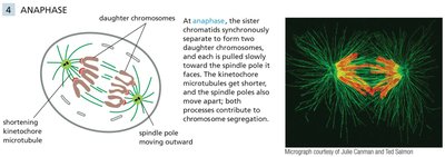 Diagram and micrograph of anaphase