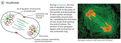 Diagram and micrograph of telophase