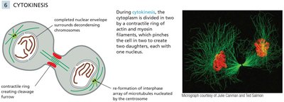 Diagram and micrograph of cytokinesis