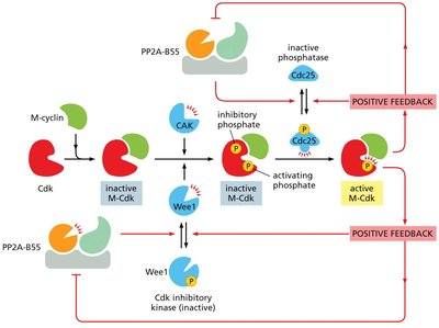 Diagram of M-Cdk activation and regulatory feedback
