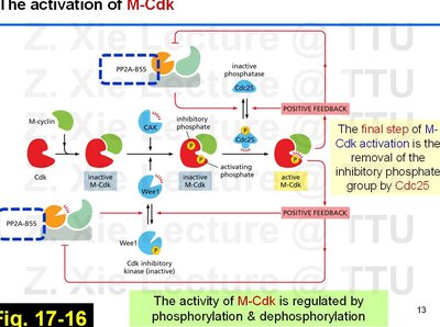 Annotated diagram of M-Cdk activation and Cdc25 role