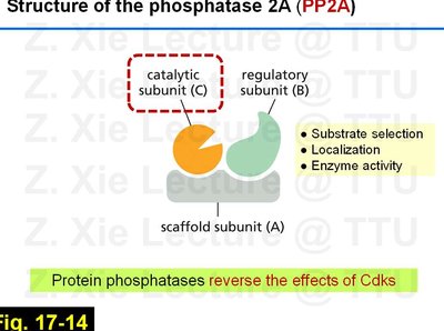 Diagram of M-Cdk and PP2A-B55 feedback regulation