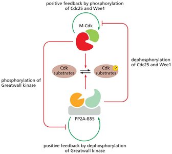 Integrated feedback loops in mitotic regulation