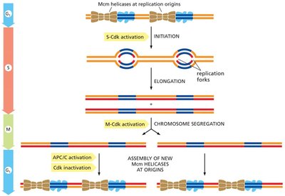 Diagram of chromosome duplication control across the cell cycle