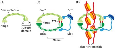 Structure and function of cohesin complex