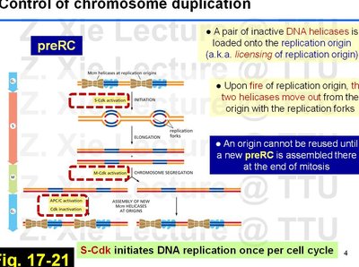 Detailed schematic of chromosome duplication and preRC assembly