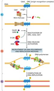 Diagram of DNA replication initiation and regulatory proteins