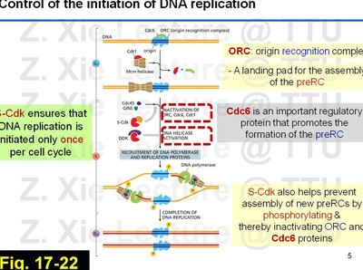 Detailed schematic of DNA replication initiation and S-Cdk regulation