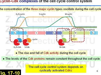 Annotated diagram of cyclin-Cdk complexes and their oscillation