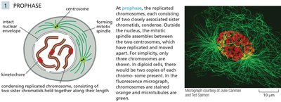 Diagram and micrograph of prophase