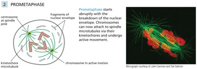 Diagram and micrograph of prometaphase