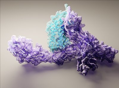 Protein 3D structure