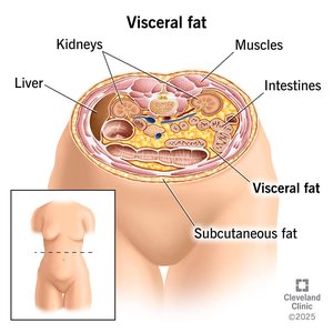 Visceral and subcutaneous fat in humans