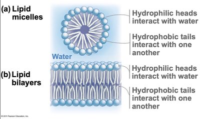 Lipid micelles and bilayers