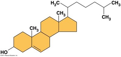 Steroid biosynthesis pathways