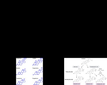 Collagen and other protein shapes