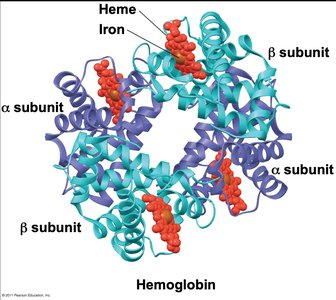 Examples of protein functions (continued)