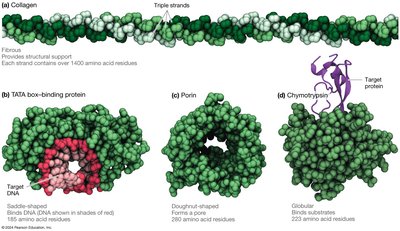 Alpha carbon in amino acid
